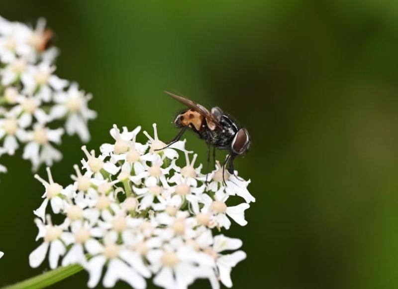 These flies can be found in meadows, and on hedgerows and verges taking nectar especially from umbellifers, in summer.