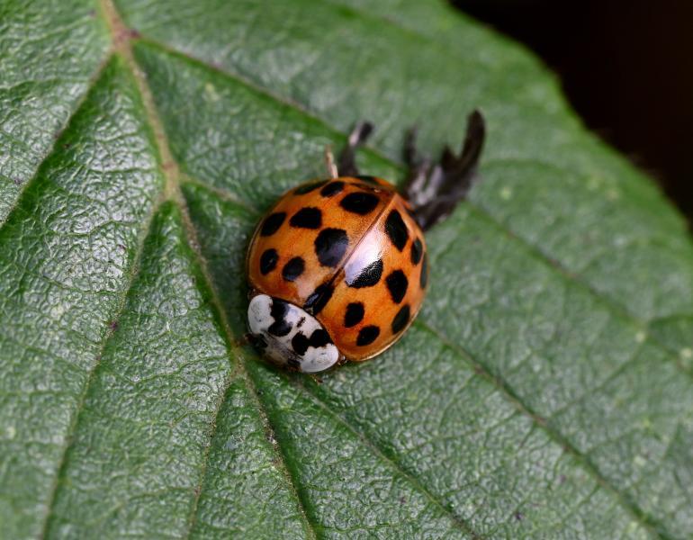 The Harlequin Ladybird has a very varied appearance, both in colour and in the number of spots.