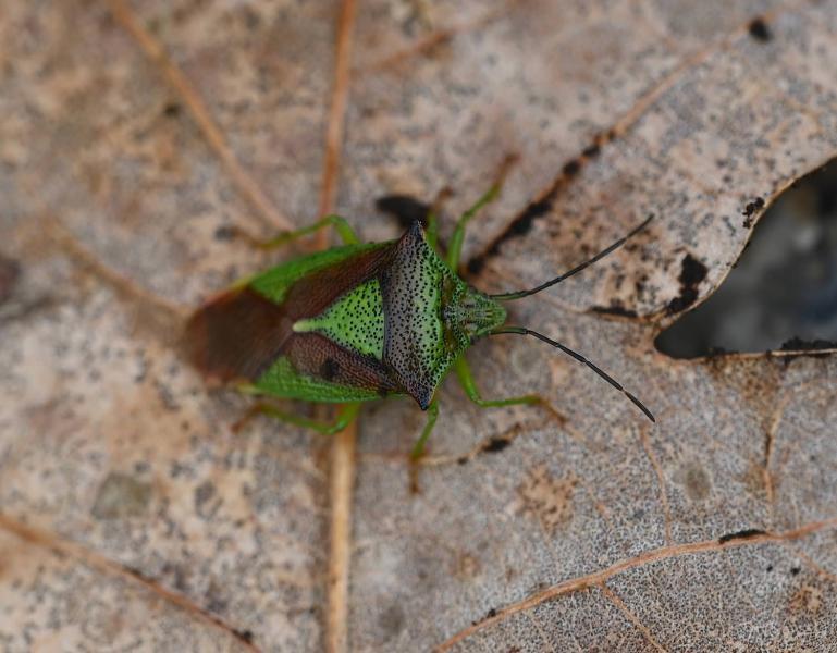 This adult Hawthorn Shieldbug was found overwintering in February 2024.