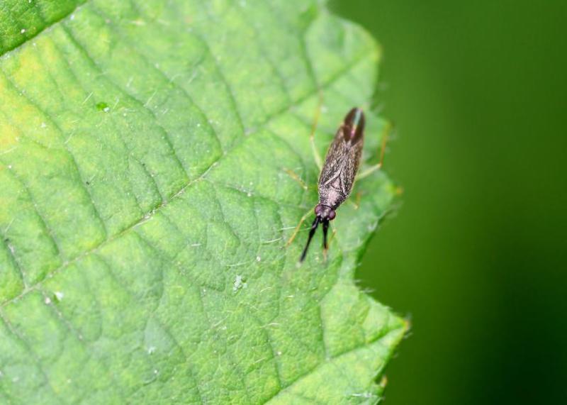 These tiny bugs have a length of between 4 and 5 millimetres. They have dark bodies with green legs.