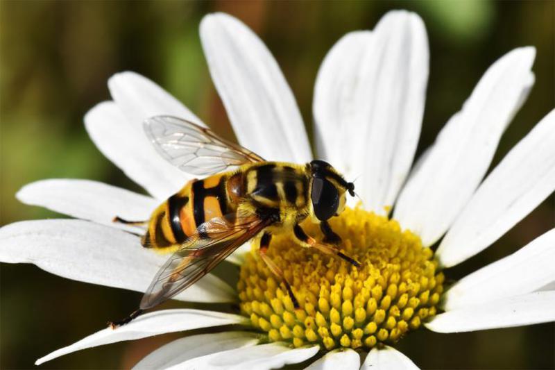 Myathropa florea is a common hoverfly, whose larvae feed on aphids. It is a wasp mimic.