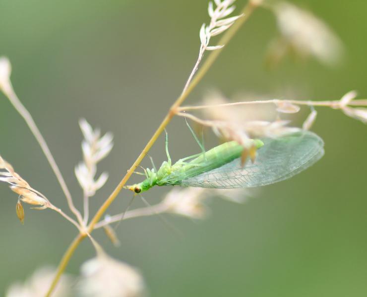 This lacewing, the Nineta vittata, is no longer than 2 centimetres. It is active in June and July.