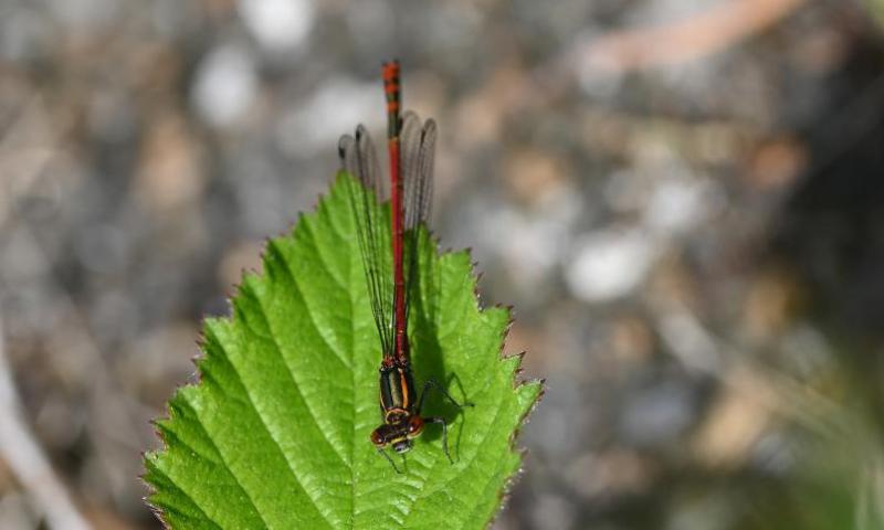 This insect is around 3.5 centimetres in length and has a wingspan of just under 5 centimetres. It's a regular visitor to gardens.