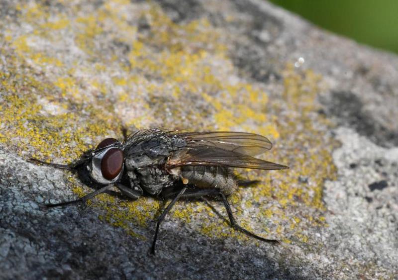 These small flies - and their larvae - are parasites of various solitary bees, ants and social and solitary wasps.