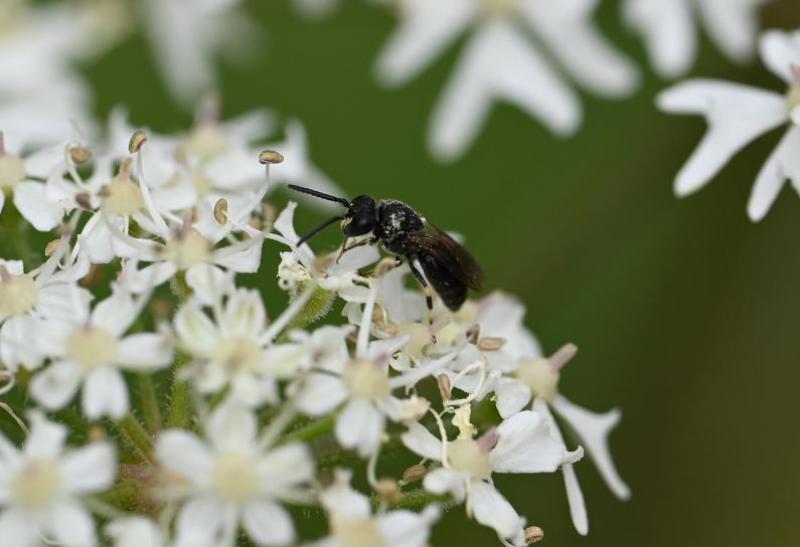 The Common Yellow-face Bee has a wingspan of between 4 and 5 millimetres.