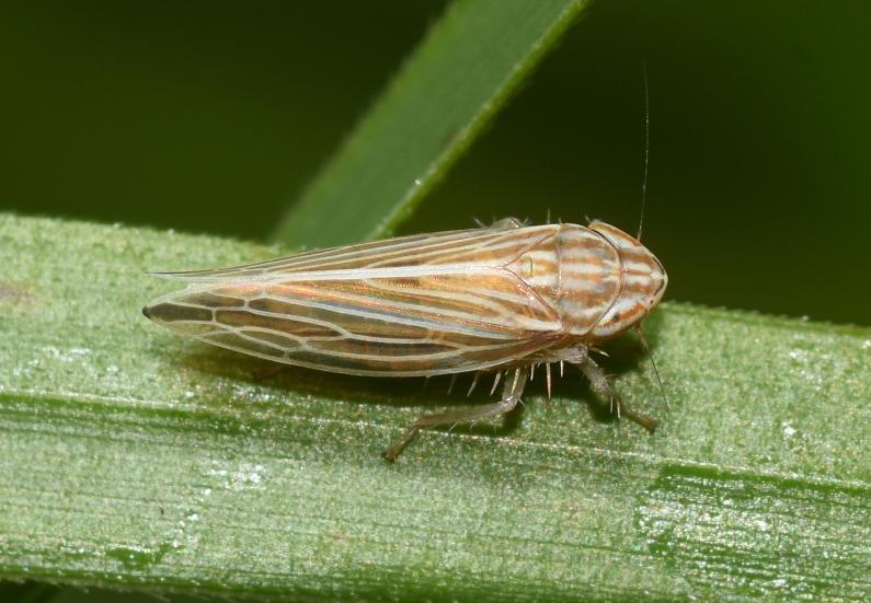 This leafhopper is found in grasses in many habitats. (Photo credit: Stuart MA Ball.)