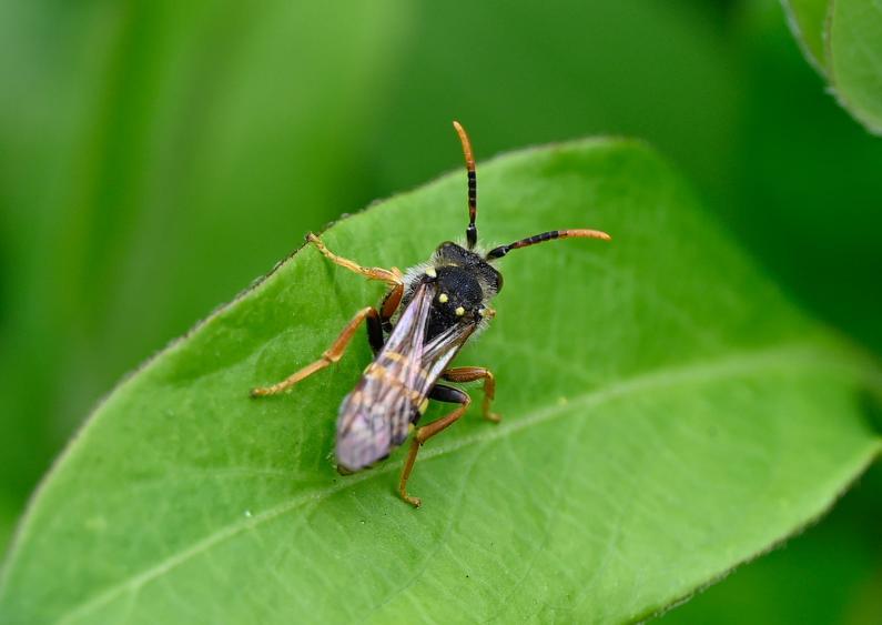 Large Nomad bee, undetermined species, mid-April 2025.