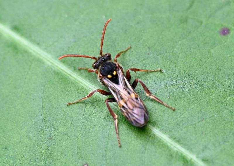 A Nomad bee photographed in May 2024.