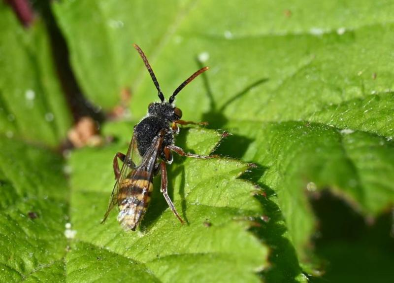 This is a male Nomad bee that closely resembles a Fork-jawed Nomad Bee.