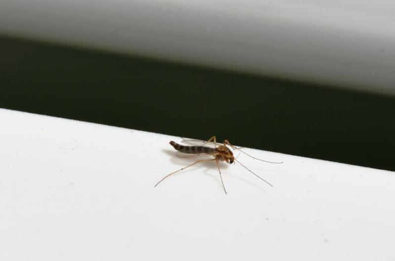 The Buzzer Midge is the largest non-biting midge, reaching 12mm in length. It is very common in Britain.