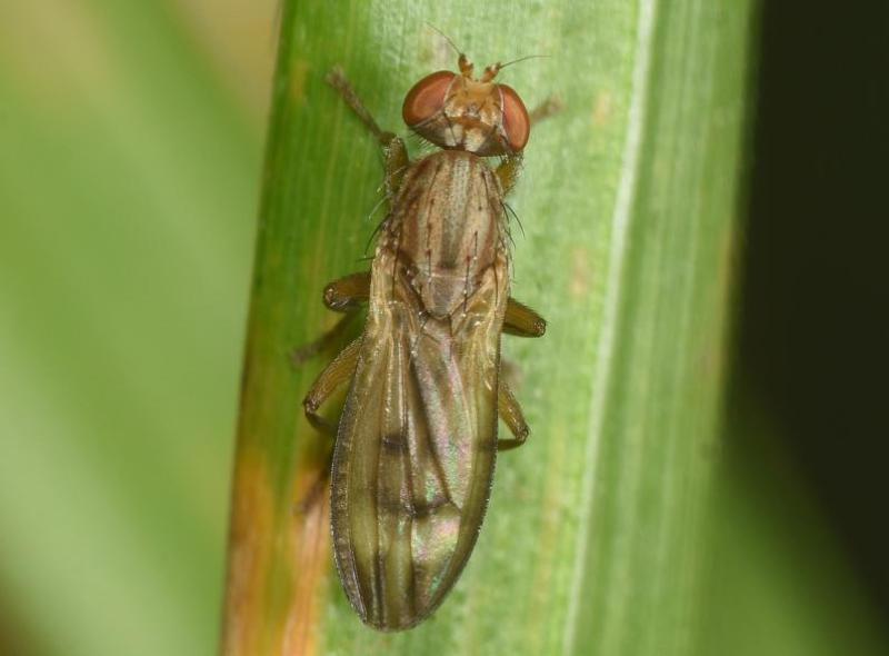 Opomyza germinationis prefers moist habitats, being found in grasses and leaf litter from June to October.