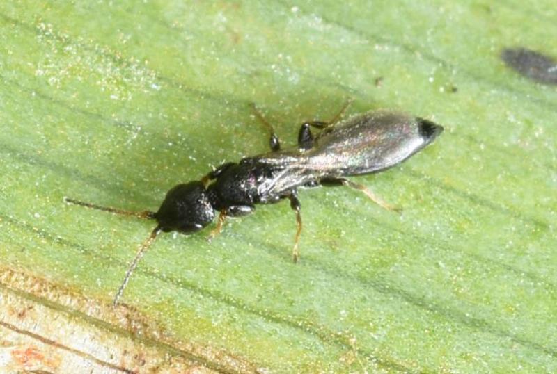 Bethylid (or 'flat') wasps are small parasitic wasps that attack the larvae of beetles, weevils and moths.