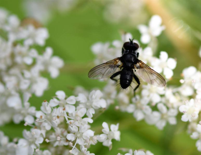 This is a small and very hairy fly. It is thought to be a parasite of shield bugs.