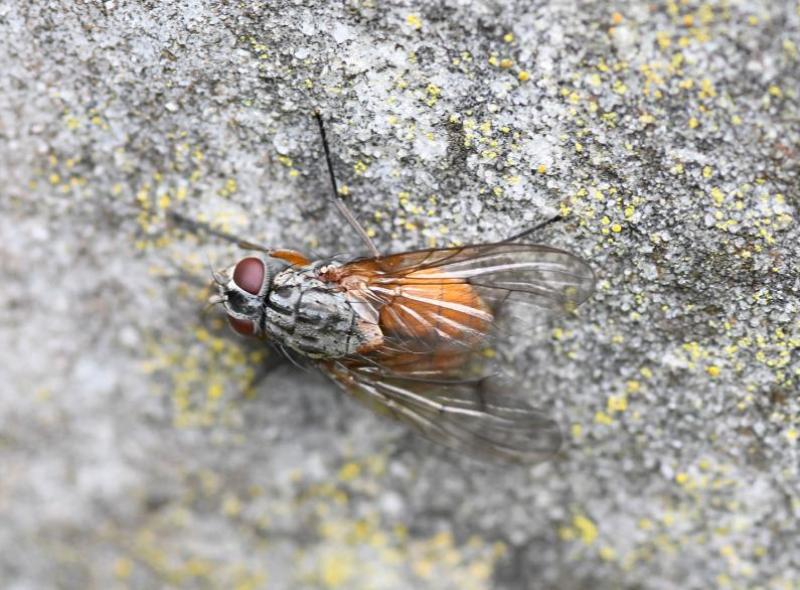 This common orange-coloured housefly reproduces several times a year. Larvae overwinter.