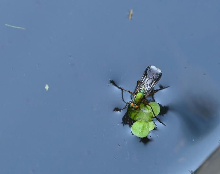 These flies are easily capable of skating about on the surface of ponds, where they mate and hunt.