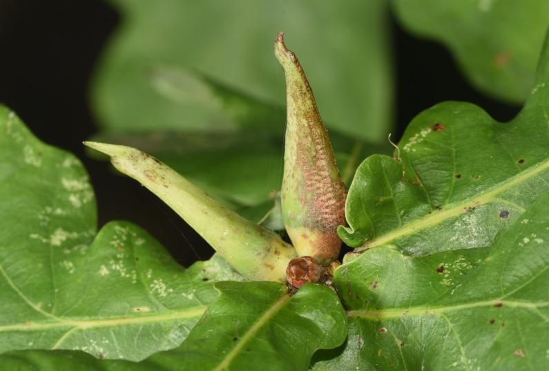 The adult wasps appear to choose oak trees as their host, including the Pedunculate Oak.