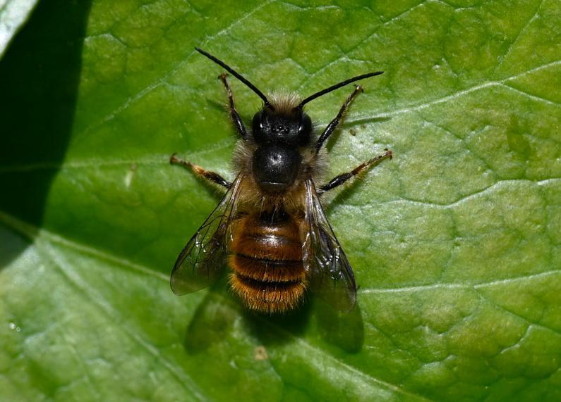 The Red Mason Bee emerges from its nest in early March if the weather is mild.