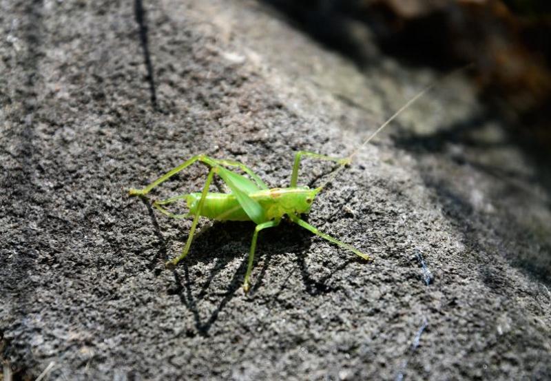 The Southern Oak Bush-cricket is a carnivorous, nocturnal and arboreal species.