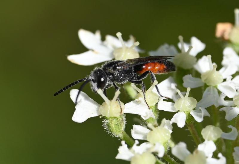 Blood bees are usually black and red. They are small or medium-sized bees that are cleptoparasitic of ground-nesting bees.