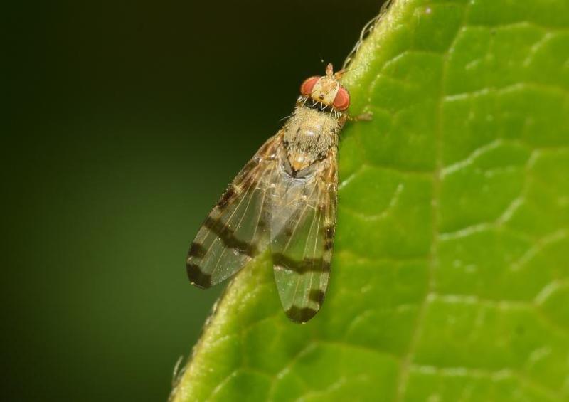 These flies are closely associated with Common Ragwort. Larvae feed on the flowers, creating 'galls'.