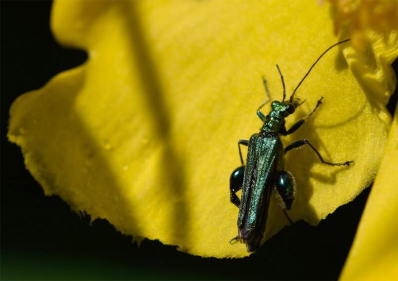 The Swollen-thighed Beetle is a pollen feeder, as is hinted at in this photograph of one on a Pontentilla flower.