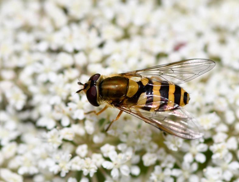 This hoverfly, measuring between 7 and 11mm in length, is a common and abundant species that is found throughout Britain.