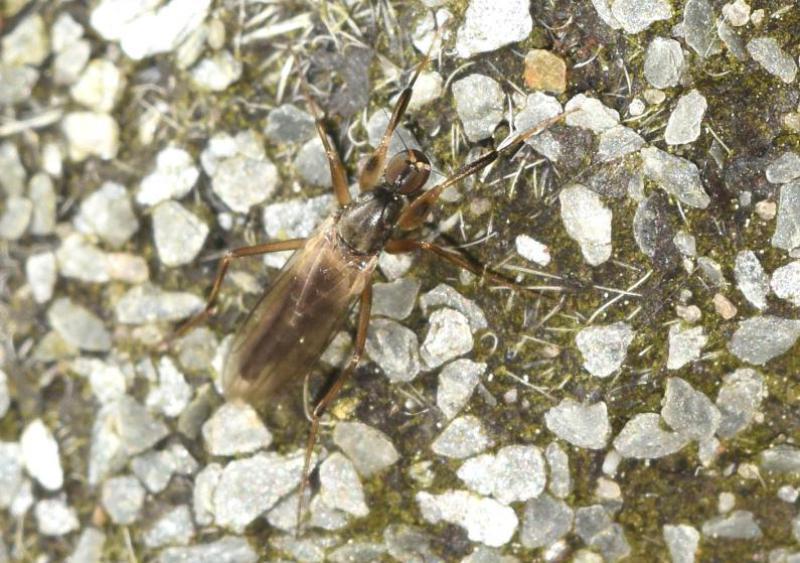This species of small fly is one of three in the family of 'Dance flies', the Hybotidae.