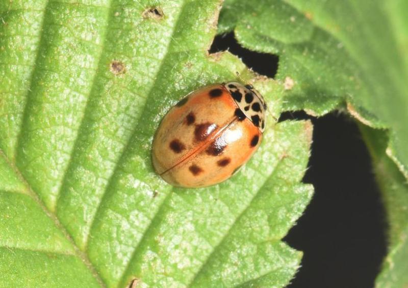 Ten-spot Ladybirds are active from March to October, and are very common throughout Britain.