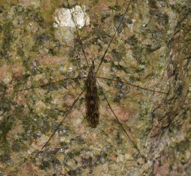 Tipula rufina seen in late March 2025.