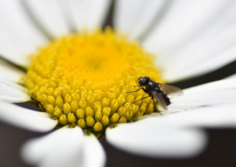 The larvae of these flies are parasitic on woodlice, beetles, spiders and occasionally snails.