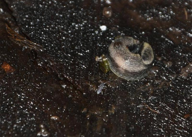 The colour of the Green-soled Slug is extremely variable. Normally it has dark brown-black tentacles and a pale sole, that may have a greenish tinge. 