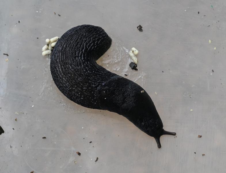The Large Black Slug is an omnivore that feeds incessantly on plants, fungi, and invertebrates.