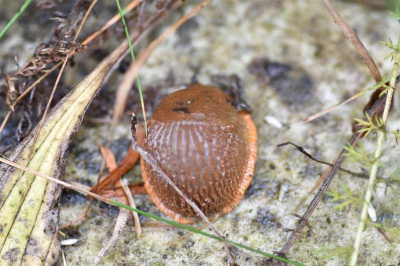 The Large Red Slug is herbivorous and has a range of colour forms (red, black, grey-brown).
