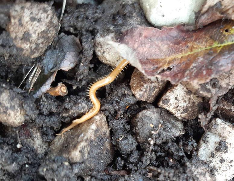 The Western Yellow Centipede is our longest centipede, at about 7 cm.