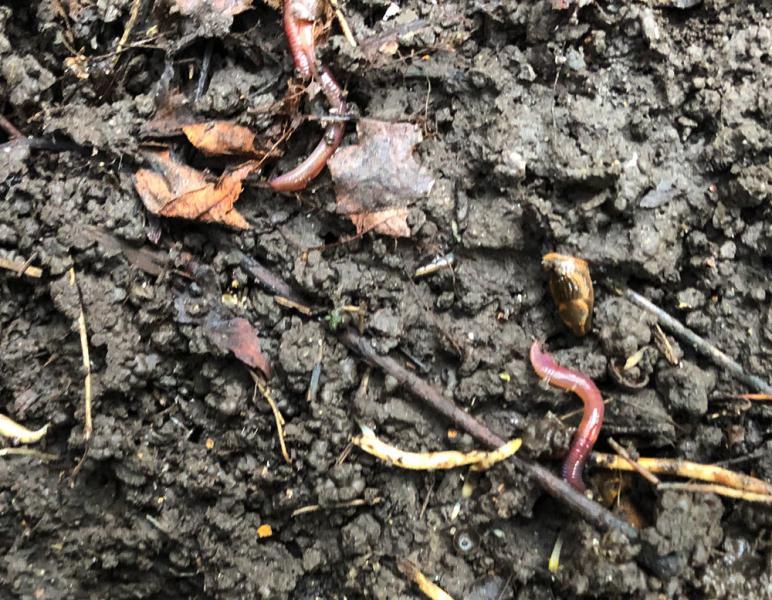 The Black-headed Worm is anecic so makes vertical burrows.  Its pinky-red body is very dark.