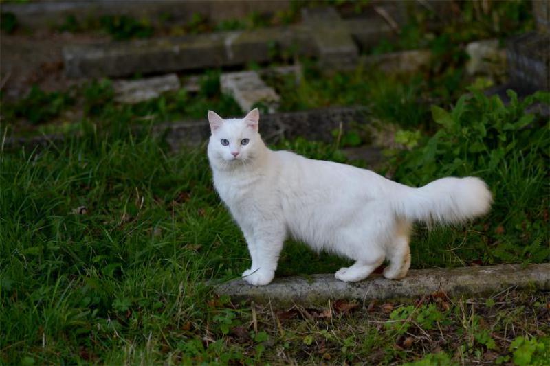 Cats are creatures that detect movement with precision, using their sensitive hearing.