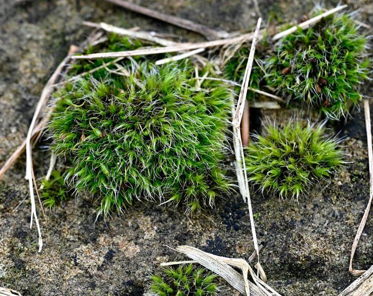 There are around 25 Grimmia mosses in Britain but Grimmia pulvinata is the commonest of this group.