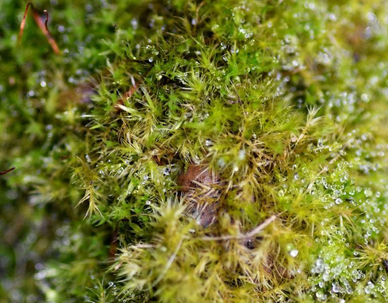 Tender Feather-moss has leaves that are extremely slender and spearhead-shaped.