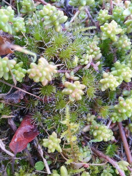 Heath Star-moss is a fast-growing moss that favours moist, acidic soils, but in the cemetery it grows in rough gravel.