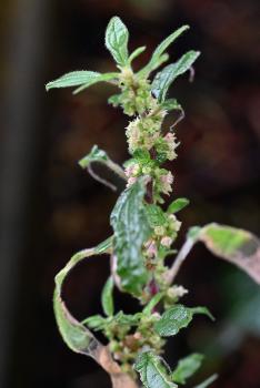 It prefers well-drained and stony soil in hedge banks or at the base of walls or in cracks in pavements.