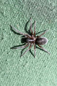 The Black Lace-weaver Spider is a nocturnal spider with a black body with white markings.
