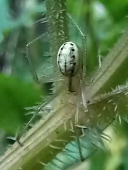 The body markings of the Common Candy-stripe Spider take various forms, so this is a variable species.