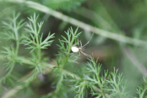 The body markings of the Common Candy-stripe Spider take various forms, so this is a variable species with translucent legs.