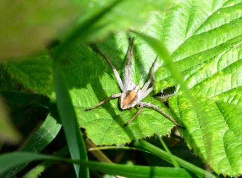 This is a long-legged spider with a slender abdomen. The tall vegetation in the cemetery in Summer is perfect habitat for this hunting species.