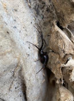 False Widow spiders are usually up to 14mm in size, males being smaller at 10mm.