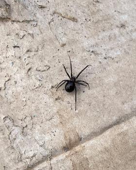 False Widow spiders are usually up to 14mm in size, males being smaller at 10mm.