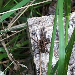 The Giant House Spider is a long-legged, fast-moving predatory spider that is common in houses and gardens.