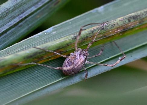 Opilio saxatilis, September 2024.