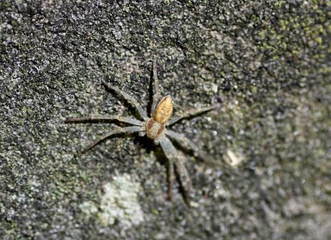 Philodromus dispar is found in the southern half of Britain in broad-leaved woodland, gardens and parks.