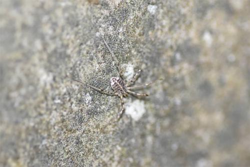 Originally native to the Mediterranean, this spider has colonised the south coast of England, and is expanding its range inland.